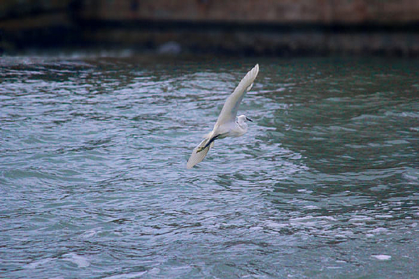 һֻ����İ���