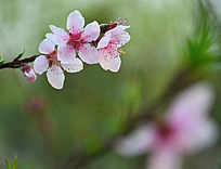 һ֦ʢ�����һ���֦���޶�Ŀ