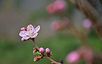 һ֦�һ�һ��ʢ�����ຬ������