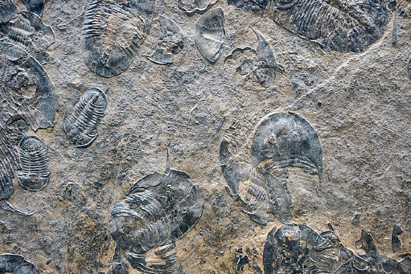 ��˳�滯ʯ��