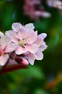 ��������ʢ�����һ���֦����ͼ