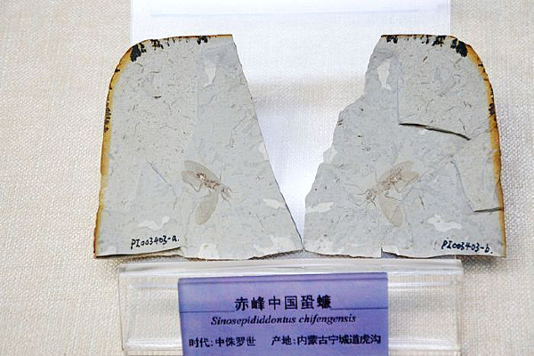 ��٪��������й���󹻯ʯ