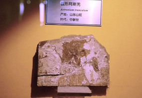 ���������ΰ�˹Ǽ��ʯ