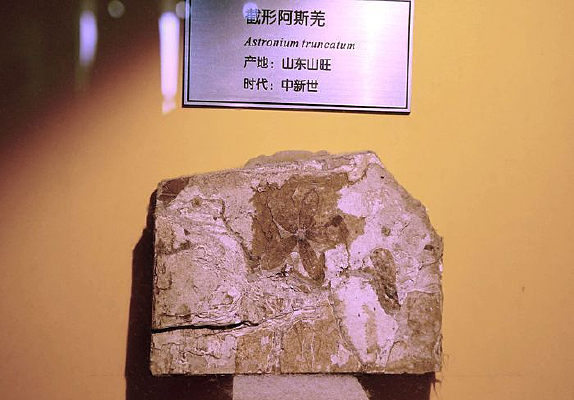 ���������ΰ�˹Ǽ��ʯ