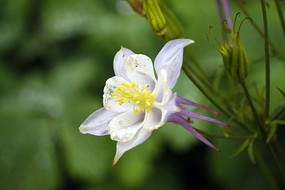 �������ﶷ��