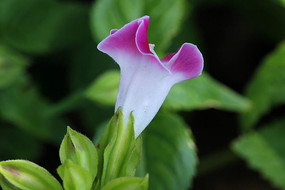 ��ɫ���໨