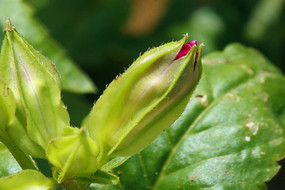 ��ɫ������