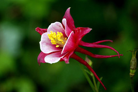 �������ﶷ��