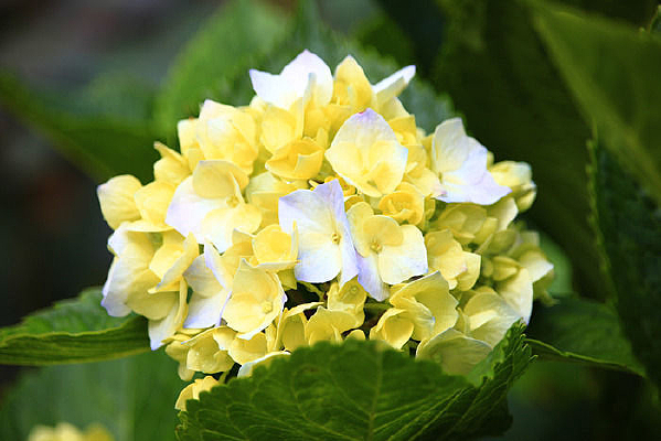 ����ɫ����