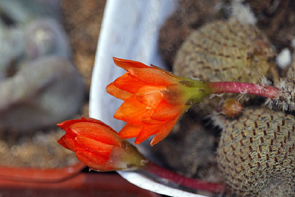 ��ɫ���⻨��