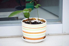 ��ɫ���ƻ���