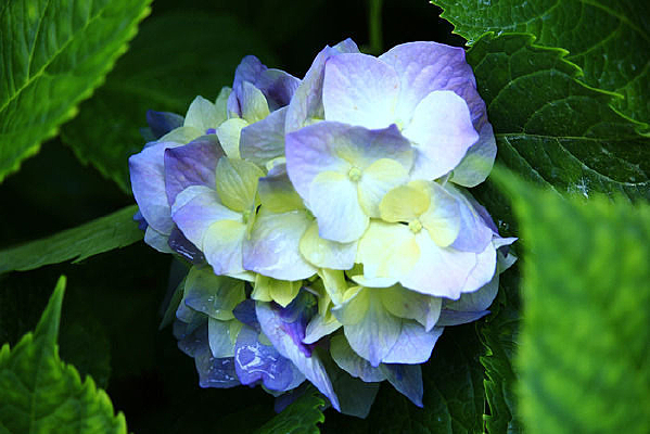 ����ɫ����