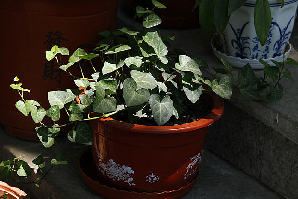 ����ǣţ�軨