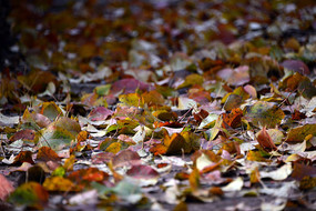 ��紵������ϵ���Ҷ