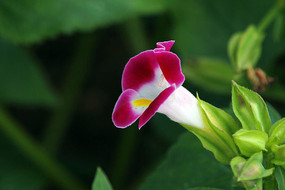 С��ɫ����