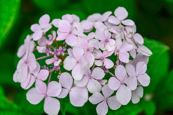 ��ɫ����