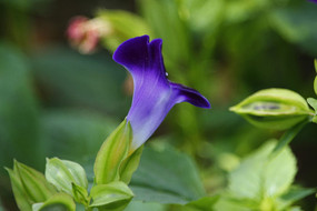 ��ɫ����