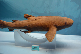 ������걾