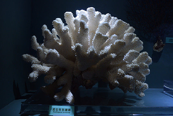 ����ɺ���걾