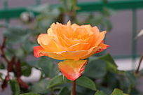 �Ȼ�ɫ�¼���