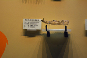 ��׳������޹�