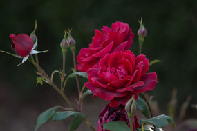 ���ɫ�¼���