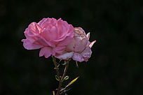 ����ɫ�¼���