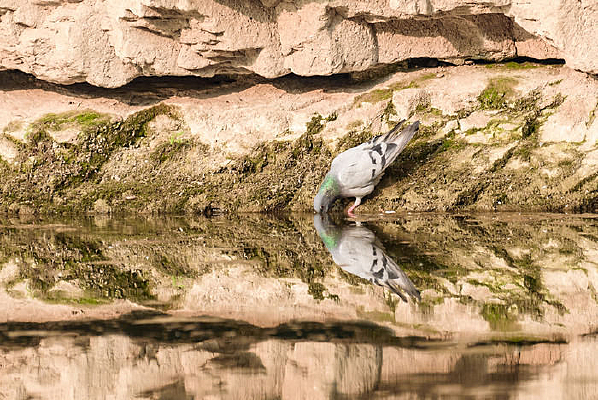 ������ˮ