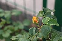 �������ŵ��¼���