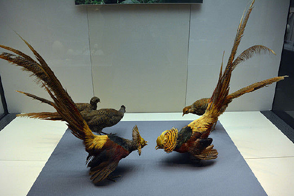 �츹�����걾