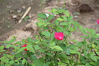 ��ɫ�¼���