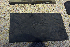 ���Ϲ�������ʯ