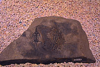 ���Ϲ�����˫����ʯ