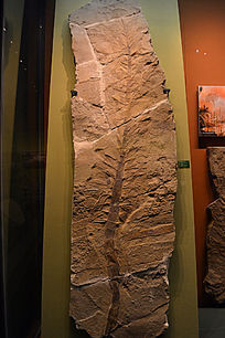 ��������«ľ��ʯ