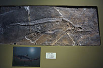 ������ʯ������