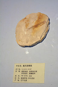 �����㻯ʯ