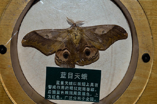 ��Ŀ���걾