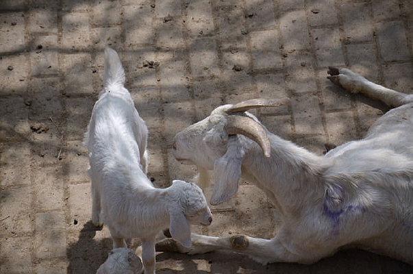 ��ֻ��Ϣ��ɽ��