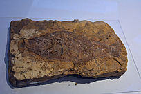 ����³��ʯ