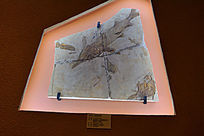 ���ϰ��໯ʯ