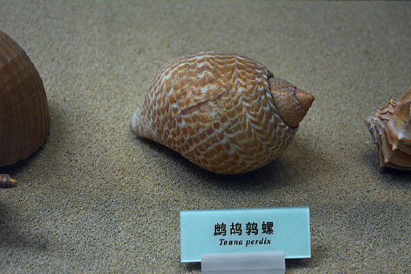 鹧鸪鹑螺标本