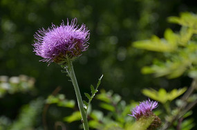 ��ɫ�����µ�Ұ�˴̶���