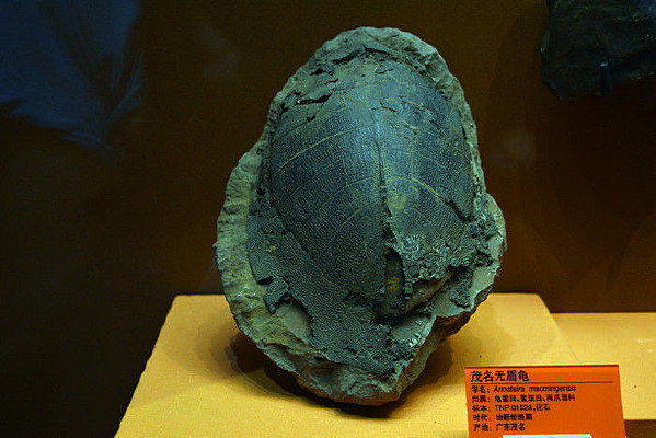 ï���޶ܹ�걾