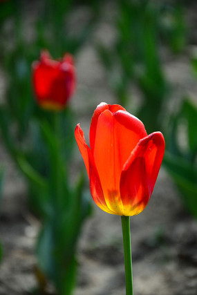 ����µĺ�ɫ������