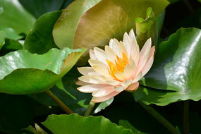 ʢ����˯����