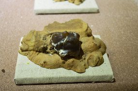 ʯ��ʮ����Ф��