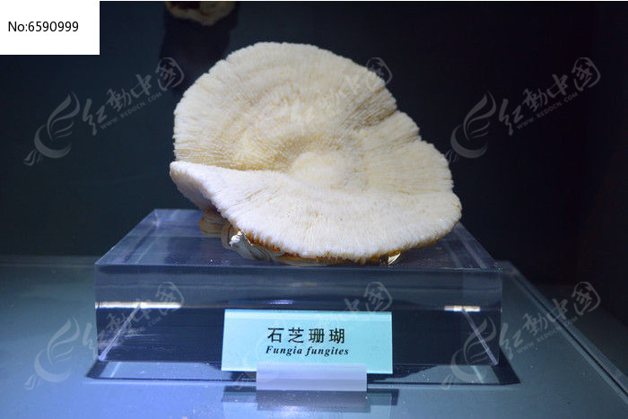 石芝珊瑚标本图片
