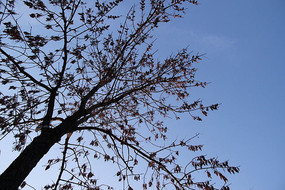 ����µ���Ҷ