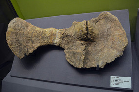 ���Ĺǹǻ�ʯ