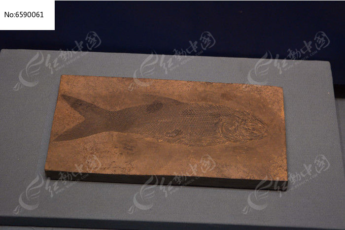 兴义亚洲鳞齿鱼化石